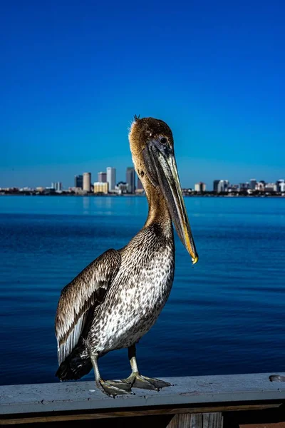 Vertical Close Shot Pelican Wooden Surface Background Cityscape — Stock Photo, Image