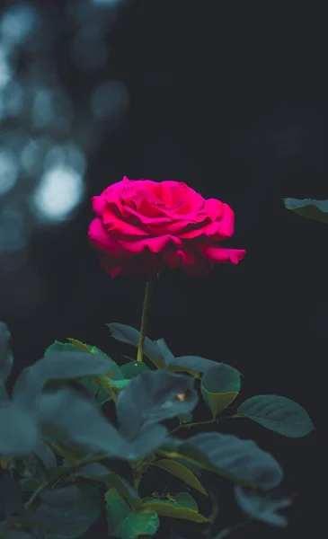 Eine Nahaufnahme Einer Rosa Gartenrose — Stockfoto