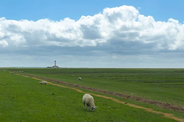 Texasi Juhok Legeltetés Buja Zöld Legelő Westerhever Faluban Németországban — Stock Fotó