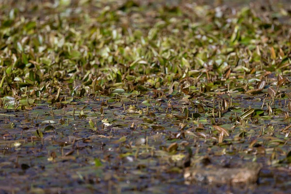 A closeup shot of many Long-leaf pondweed leaves floating