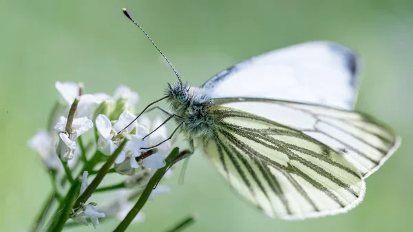 Primer Plano Blanco Con Venas Verdes Sentado Sobre Delicadas Flores —  Fotos de Stock