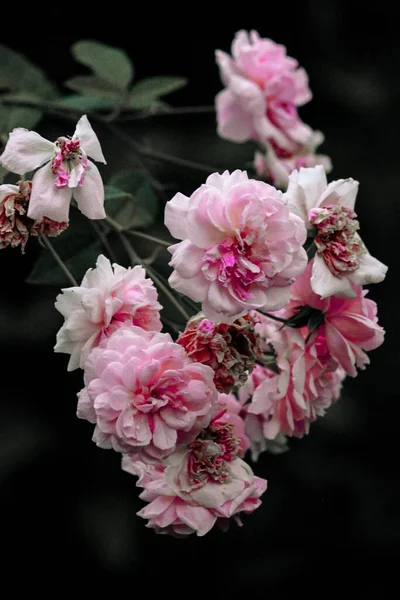 Light Pink Color Floribunda Rose Bonica Flowers Growing Garden — Stock Photo, Image