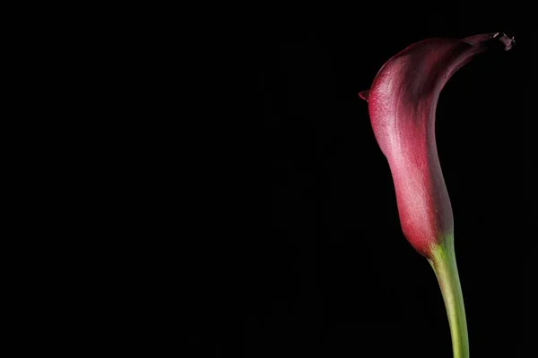 Uma Flor Lírio Rosa Fundo Preto — Fotografia de Stock