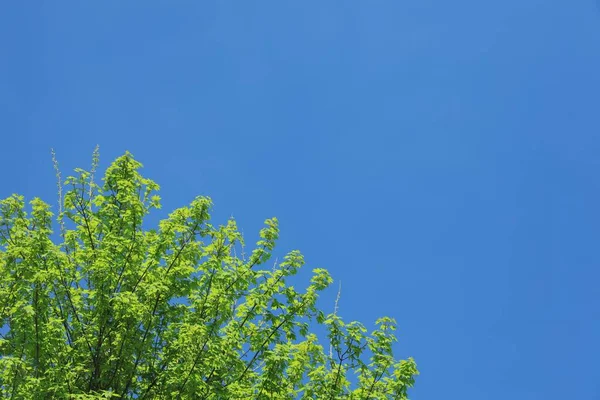 浅绿色的树枝在蓝天中低角地拍打 — 图库照片