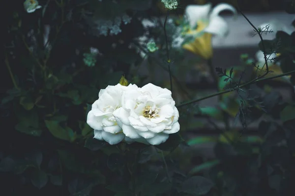 Sebuah Foto Close Dari Camellia Putih — Stok Foto