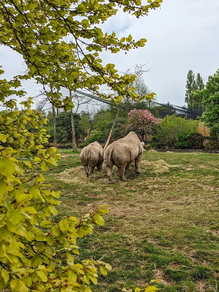 Uma Visão Traseira Vertical Par Rinocerontes Zoológico — Fotografia de Stock