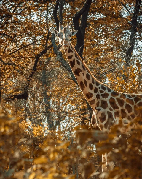 Uma Girafa Adulta Contra Árvores Outonais Natureza — Fotografia de Stock