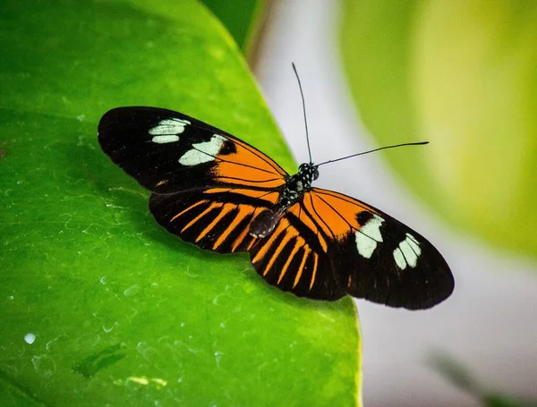 Makro Snímek Motýla Zeleném Listu Rozmazaným Pozadím — Stock fotografie