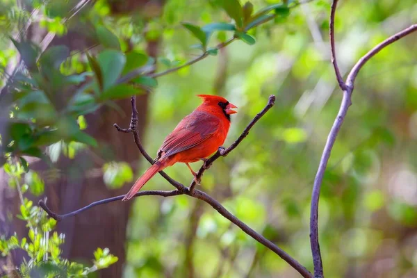 Bir Dalın Üzerine Tünemiş Kırmızı Kuzey Kardinal Kuşunun Yakın Çekimi — Stok fotoğraf
