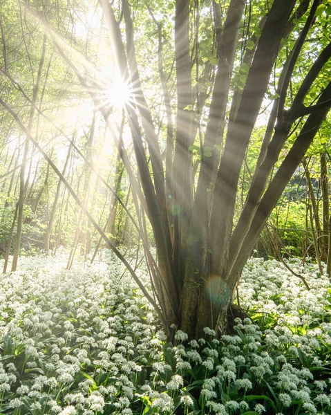 Disparo Vertical Flores Ajo Silvestre Creciendo Bosque Sol Brillando Través —  Fotos de Stock