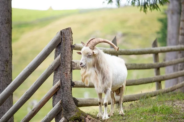 Een Prachtig Shot Van Een Witte Geit Achter Het Houten — Stockfoto