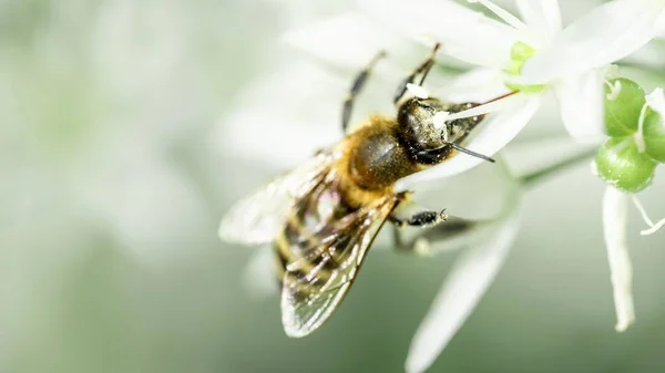 Selective Focus Shot Honey Bee Collecting Nectar Ramson Wild Leek — Stock Photo, Image