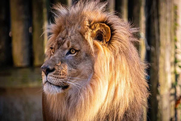 Ένα Ενήλικο Αρσενικό Λιοντάρι Κοιτάζει Κάτι Ένα Ζωολογικό Κήπο — Φωτογραφία Αρχείου