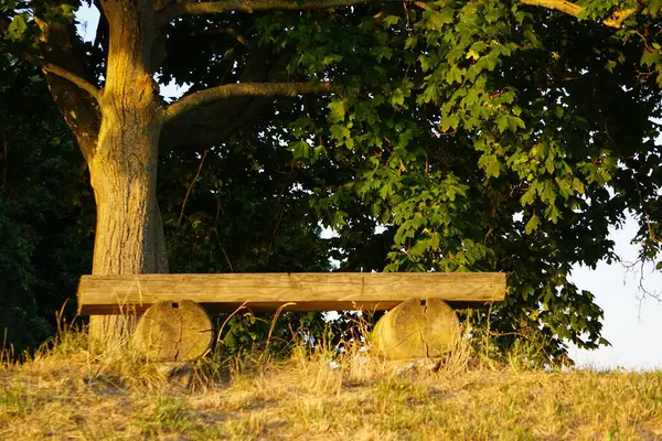 Wooden Bench Nearby Dense Tree Countryside Sunny Day — Stock Photo, Image