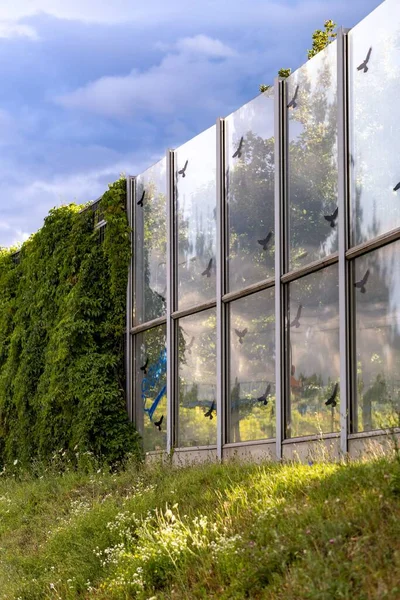 Plan Vertical Clôture Fenêtre Avec Des Autocollants Oiseau Noir Dans — Photo