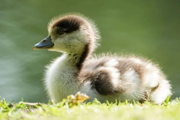 Een Baby Eendjes Zittend Het Gras — Stockfoto