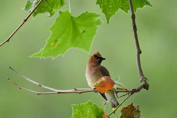 Tiro Foco Seletivo Pássaro Depilação Sentado Ramo Árvore Fina Olhando — Fotografia de Stock