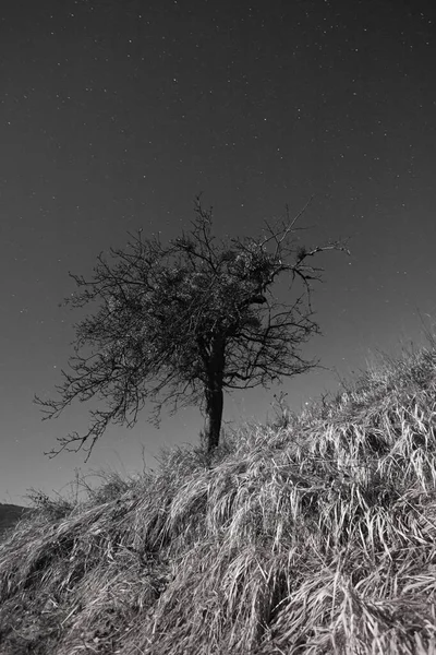 Tiro Vertical Uma Bela Árvore Preto Branco — Fotografia de Stock