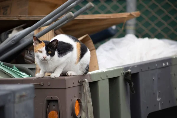 A closeup shot of a calico cat sitting on the trash bins outdoors