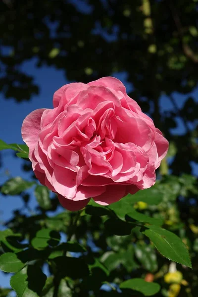 Вертикальний Знімок Красивої Рожевої Троянди Саду — стокове фото