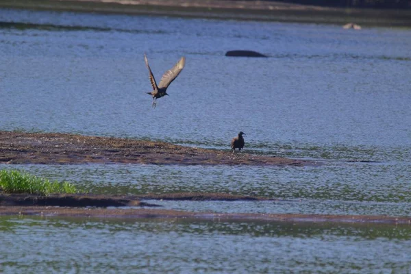 Pássaros Voando Sobre Água Rio Verão — Fotografia de Stock