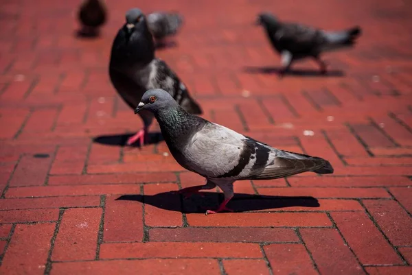 A beautiful shot of pigeons on a red ground
