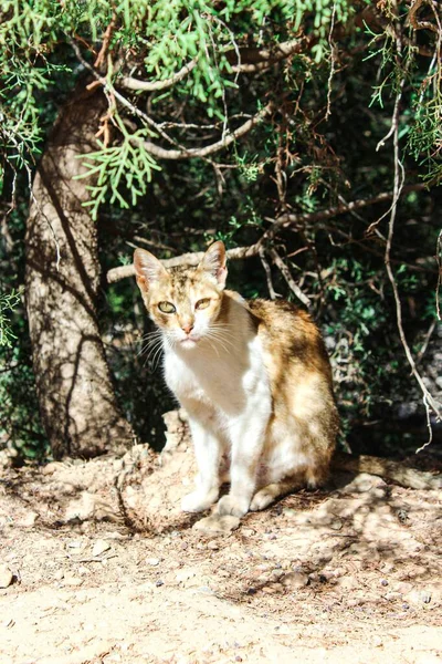 Een Verticaal Shot Van Een Verdwaalde Kat Kijkend Naar Camera — Stockfoto