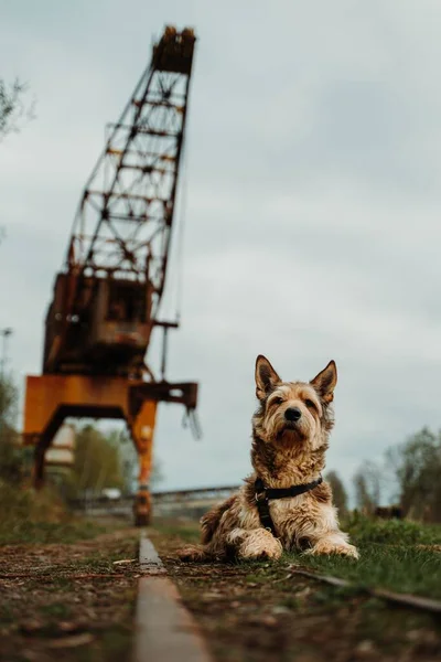 Endüstriyel Aracı Koruyan Bir Köpeğin Dikey Görüntüsü — Stok fotoğraf