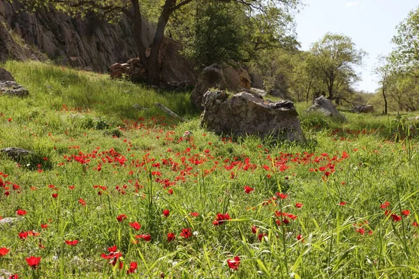 Sunny Meadow Red Poppy Flowers Stock Picture