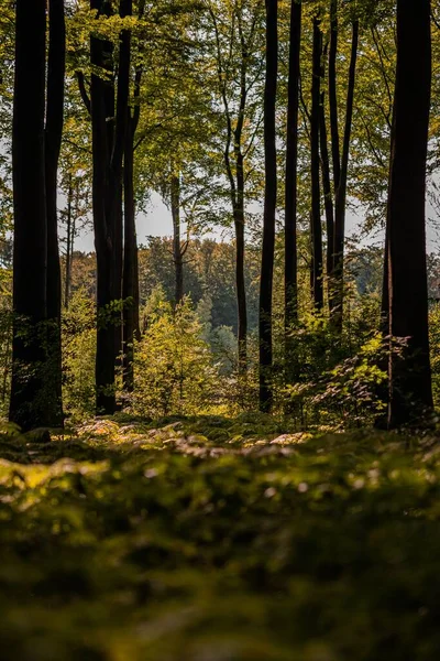 夕日の下での秋の風景の垂直ショット 緑の木々の間の森の中のパス — ストック写真