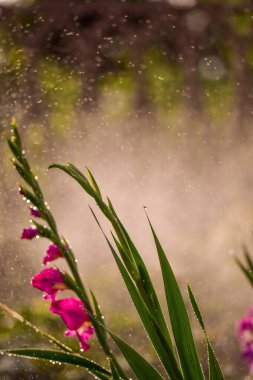 Yağmurun altında pembe çiçeklerin dikey yakın çekimi
