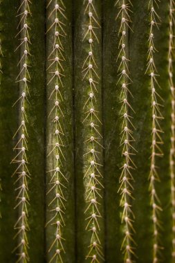 Yeşil kaktüsün keskin iğneleri