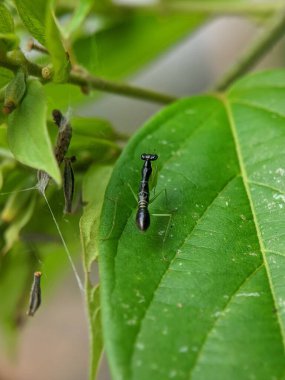 Yeşil yaprağın üzerinde yürüyen bir Amantinin dikey görüntüsü.