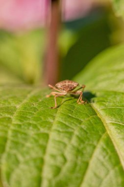 Yeşil bir yaprağın üzerinde kahverengi bir kokulu böceğin (Halyomorpha halys) makrosu