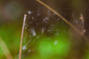 Ağ üzerinde seçici bir örümcek