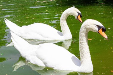 Yeşil bir gölde yüzen iki beyaz kuğunun yakın çekimi.