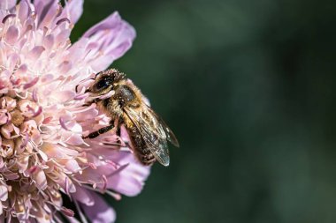 Pembe bir çiçekte Apis Mellifera Iberiensis 'in yakın plan görüntüsü.