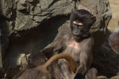 Bir kayanın yanında oturan maymunun yakın çekimi.