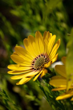 Bulanık bir arkaplanda sarı bir çiçeğin dikey görüntüsü