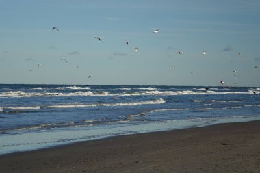 Kuzey Jutland, Danimarka 'da beyaz martıların yakın plan çekimi.