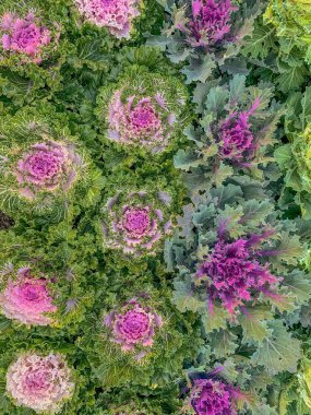 Dekoratif lahana manzarası