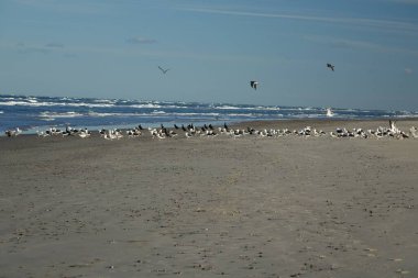Danimarka 'nın Kuzey Jutland kentinde deniz kenarındaki beyaz martıların alçak açılı görüntüsü