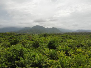 Kolombiya 'daki Karayipler' in yanındaki ormanın manzarası bulutlu arka planda.
