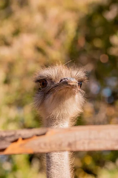Primer Retrato Avestruz Común Struthio Camelus — Foto de Stock