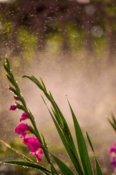 Een Verticaal Close Shot Van Roze Bloemen Onder Regen — Stockfoto