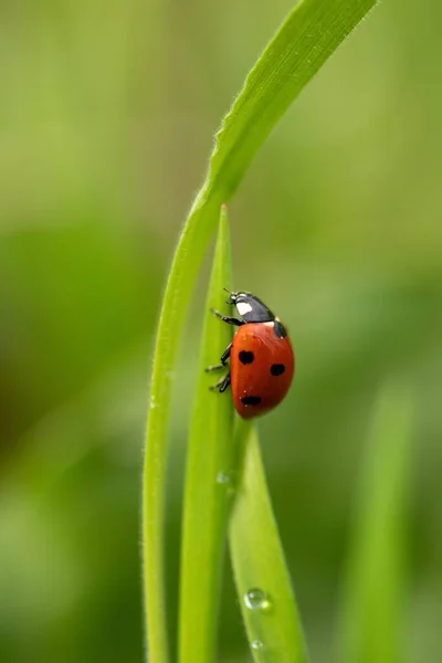 Vertical Shot Ladybug Green Plant Water Droplets — Stock Photo, Image