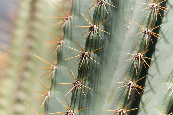 Closeup Details Thorns Cactus Garden Juan Lacaze Uruguay Sunlight — Stock Photo, Image