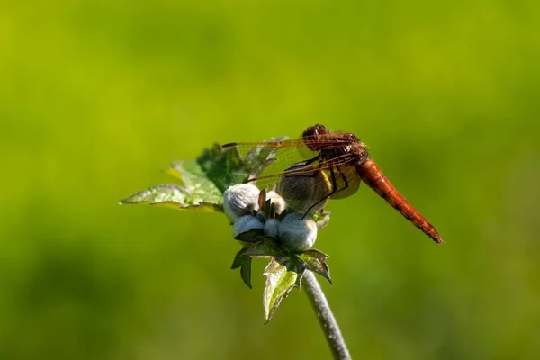 Nahaufnahme Einer Libelle Auf Einer Blume — Stockfoto