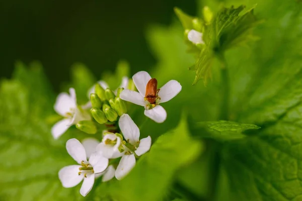 Una Macro Escarabajo Byturus Sobre Una Flor Blanca — Foto de Stock