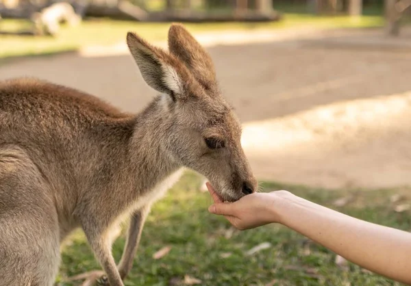 Liten Känguru Som Äter Hand — Stockfoto